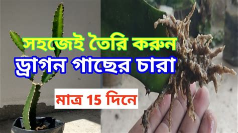 খুব সহজেই কাটিং থেকে ড্রাগন গাছের চারা তৈরি করুনhow To Make Dragon