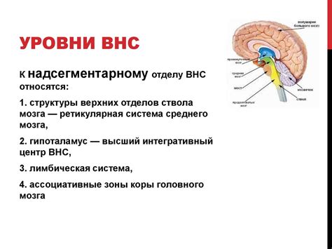 Синдром вегетативной дисфункции - презентация онлайн