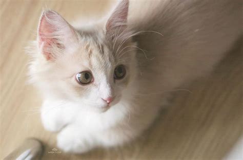 A White Kitten Sitting On Top Of A Wooden Floor Next To A Hair Dryer