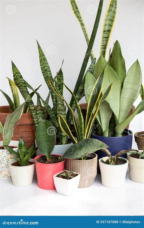 Different Varieties Of Snake Plant In A Beautiful Decorative Pots On