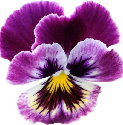 Анютины глазки | Pansies flowers, Flower painting, Exotic flowers