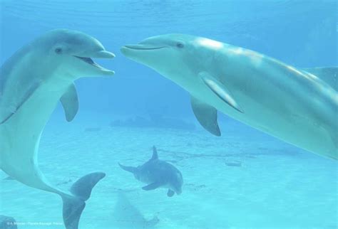 bottlenose dolphins image eurekalert science news releases