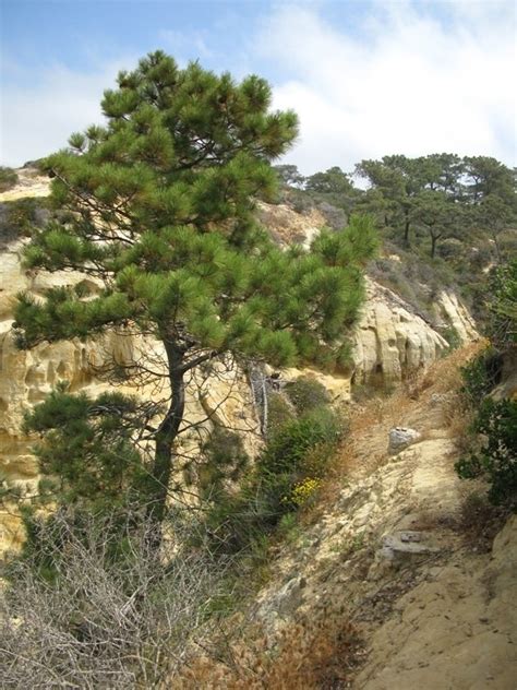 torrey pine tree growth rate - Better Health Blogs Image Bank