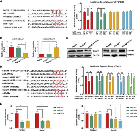 Imbalance Of Tgf Bmp Pathways Induced By M Polarized Macrophages