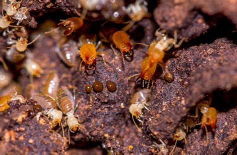 Layanan Jasa Pest Control Terbaik Jakarta Pest Terminator