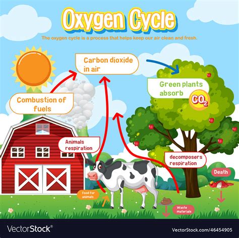 Oxygen Cycle Diagram For Science Education Vector Image