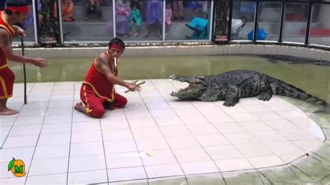 Idiot Tries To Get Bitten By Crocodile Youtube