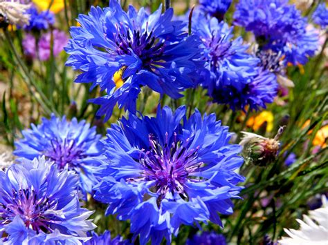 Centaurea Cynus Cornflower Blue Ball Higgledy Garden