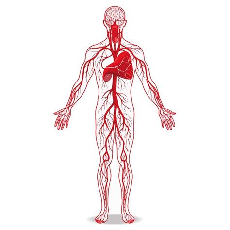 Premium Vector Human Circulatory System Vector