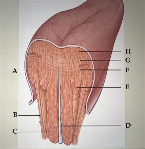 Muscles Of The Tongue Diagram Quizlet