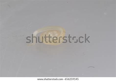 Anisakis Worm Parasite Marine Mammals Present Stock Photo 656259145