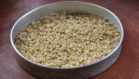 Can Brown Rice Be Sprouted? Complete Guide for Beginners