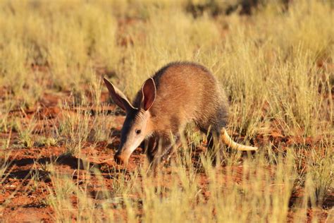 Where does aardvark live? - Simply Ecologist