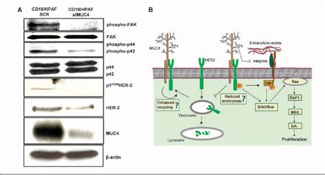 Figure From Muc Mucin Interacts With And Stabilizes The Her