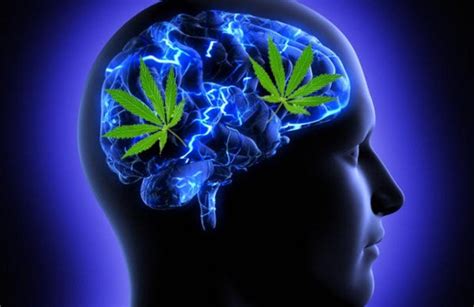 Marihuana Sus Efectos En El Cerebro A Largo Plazo Forum Salud Mental