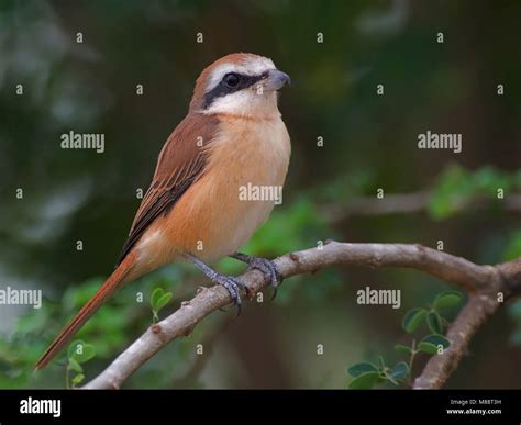 Bruine Klauwier Brown Shrike Lanius Cristatus Stock Photo Alamy