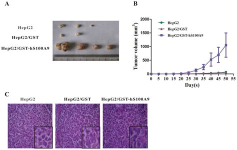 S100a9 Promotes The Proliferation And Invasion Of Hepg2 Hepatocellular