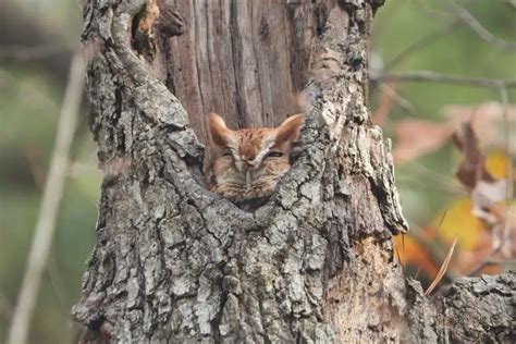 How Do Owls Sleep Bird Feeder Hub