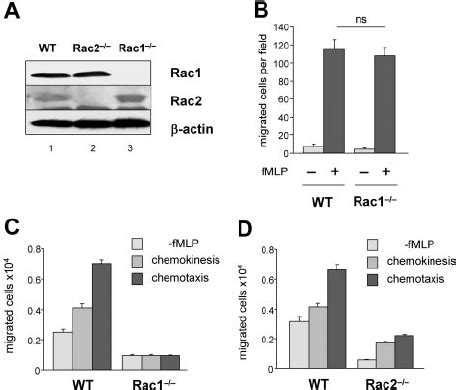 The Loss Of Rac Activity Leads To Impaired Neutrophil Transmigration