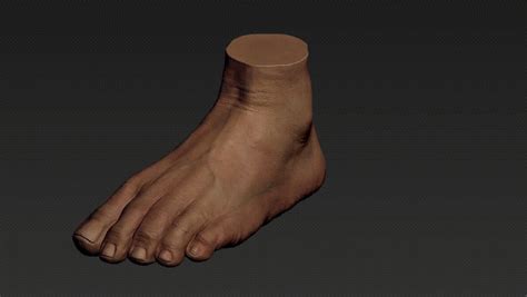 Foot Sculpt Zbrush 3d Model Turbosquid 1298156