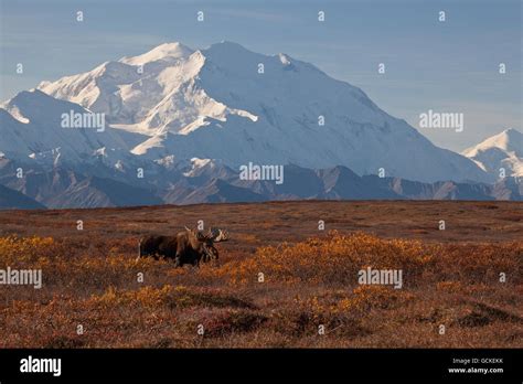 Moose Alces Alces Bull Standing On Ridge In Shrub Tundra With Denali