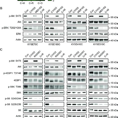 Combination Of Cyh With Mek Mtorc Bet Inhibitors Synergistically