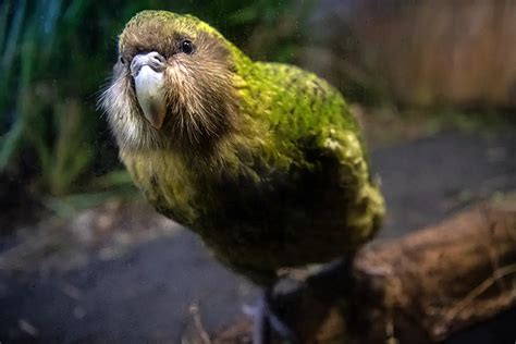 KAKAPO el tierno pájaro tonto