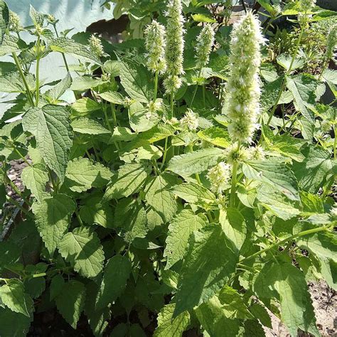 Семена лофанта тибетского / Lophanthus tibeticus, ТМ OGOROD - 300 семян ...