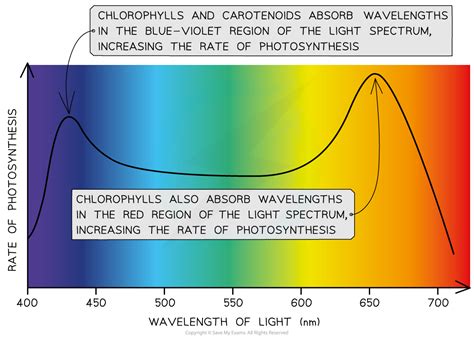 Action Spectrum Of Photosynthesis