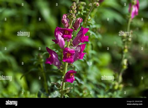 Antirrhinum Majus Snapdragon Flowers In The Garden Zavet Bulgaria