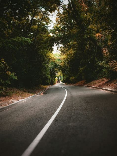 Gray Concrete Road Between Green Trees During Daytime Photo Free