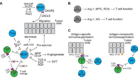 The Function Of Mdscs And Mdsc Subsets In Tumors A The Function Of