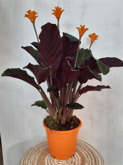 Calathea crocata Calatea Ø14cm 45 50cm de altura Gardenshop