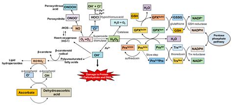 Nutrients Free Full Text Antioxidants Mediate Both Iron Homeostasis And Oxidative Stress Html