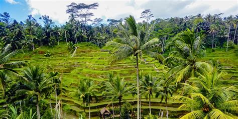 Que Faire Ubud Les Incontournables Dans Le Centre De Bali