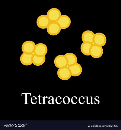 Tetraccoci Structure Bacteria Tetracoccus Vector Image