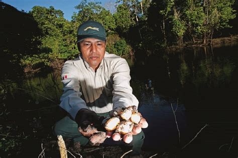 El Perú Se Está Quedando Sin Cóndores Andinos Hay Al Menos 301 Ejemplares De Esta Especie En