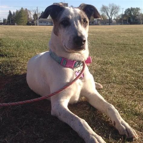 Aussie Pitbull Mix