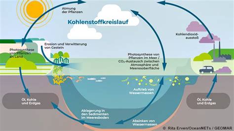 Kohlenstoffkreislauf Bild Shkwissen