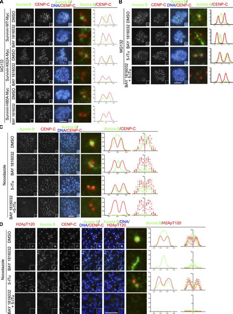 Disrupting The H Pt Survivin Interaction Reveals An H Apt Dependent