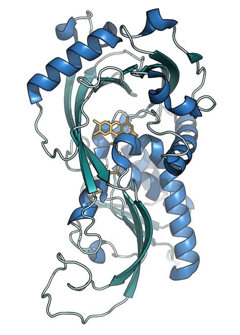 D Amino Acid Oxidase Alchetron The Free Social Encyclopedia