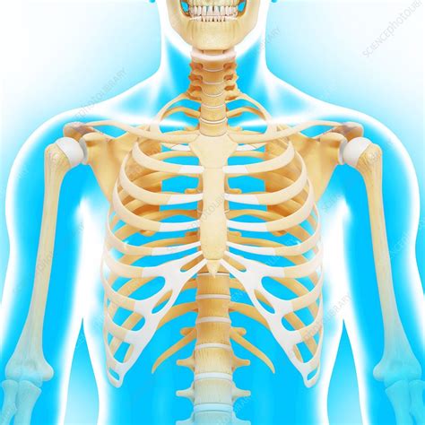 Upper Body Bones Artwork Stock Image F005 9467 Science Photo Library