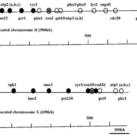 Physical Mapping Of The Genes In The Newly Synthesized Download