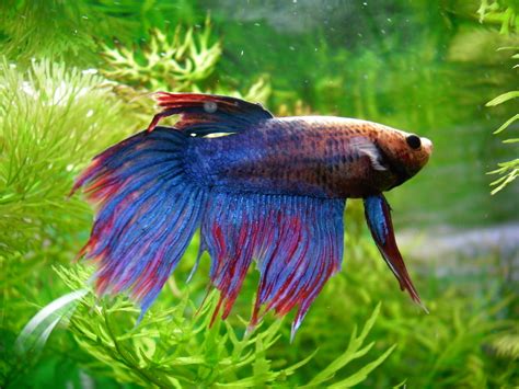 Betta Siamese Fighting Fish Underwater Tropical Psychedelic