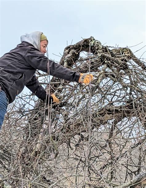 Pruning Apple Trees - The Martha Stewart Blog