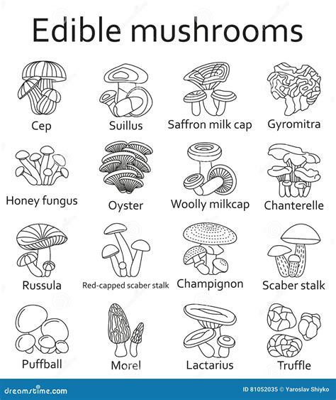 Edible Mushroom Collection On Pink Background Common Fungi Vector