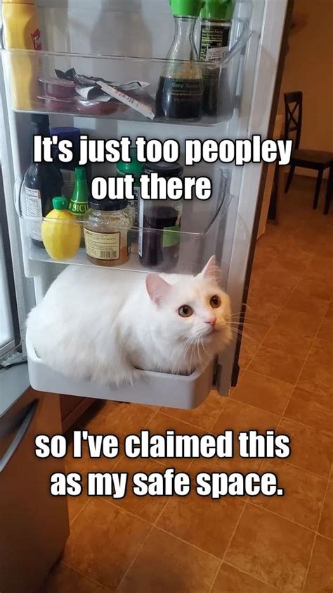 Too Many Humans In The House Lolcats Lol Cat Memes Funny Cats