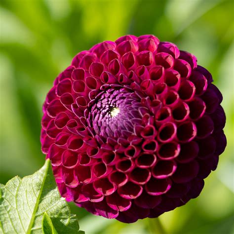 Ball Dahlie Dahlia Downham Royal