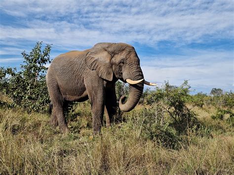 Visitare Il Parco Kruger Consigli Sul Safari E Quando Andare