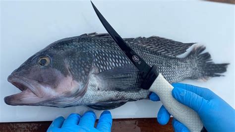 How To Fillet Black Sea Bass Youtube